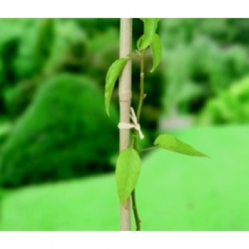 Raffia - 80gm Raffia - 80gm