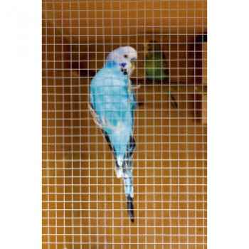 Cage & Aviary Welded Panel - 0.6 x 0.9m Mesh size: 50 x 50mm Cage & Aviary Welded Panel - 0.6 x 0.9m Mesh size: 50 x 50mm